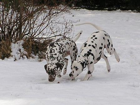 Sasha & Razor