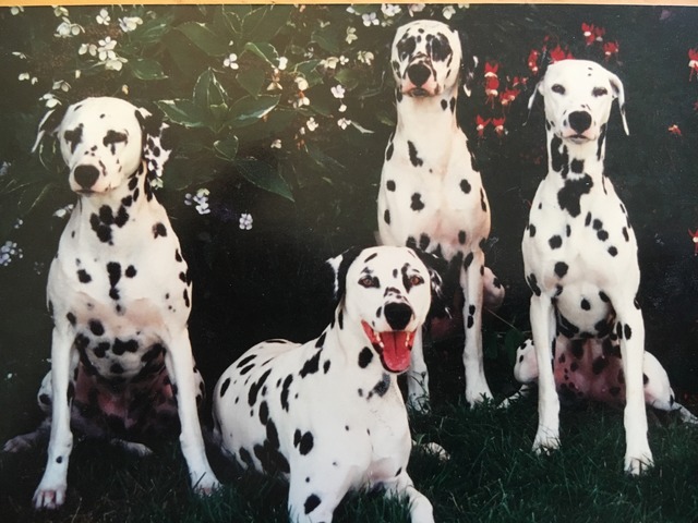 Kendra & Her Mom and Litter Mates