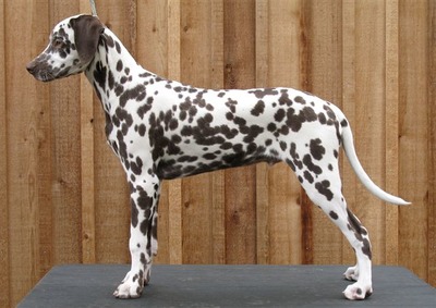 Alexandria's Amodal Skysweeper (Polo)
