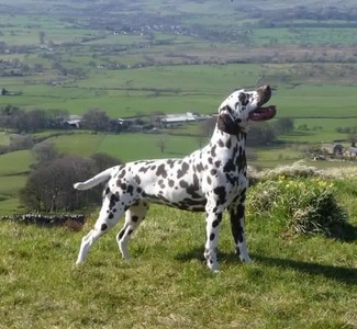 Caldecacre's Sweet Perdita