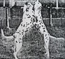 Colonsay Bellbottoms Joe