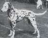 Eng Ch Delvallie Brougham Bright Boy
