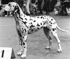 Dutch Ch Krystel of The Dalmatian Kennel